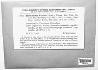 Exobasidium vaccinii image